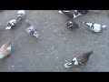 hazi dehli 6 pigeons 2