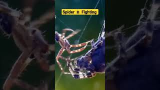 #viralvideo spider 🕷️ fighting #spider #shorts