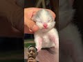 Timelapse Kitten 1 week #kitten #cat #catlover #cute