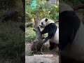 大熊猫 大熊猫帅帅 panda 贴奶爸的福看撒娇帅