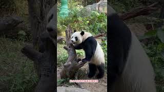 #大熊猫 #大熊猫帅帅 #panda 贴奶爸的福看撒娇帅