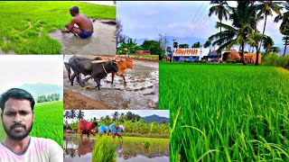 Welcome to My Village Garden |எங்க ஊரு இயற்கை விவசாயம் | Agriculture 🌾