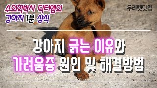 [강아지 피부관리 정보] 강아지 긁는 이유와 가려움증 원인 및 해결방법