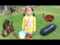 Bug Hunt Outdoor Adventure With Zoe Spiders Snails and Worms