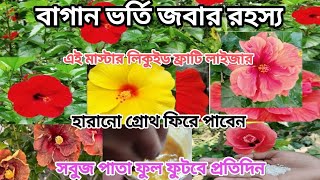 ডিসেম্বরে ব্যবহার করুন এই খাবার, গাছ ভোরে ফুল আসবে।#জবা ফুল ফুটবে দ্বিগুণ।#hibiscus care।