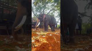 കോണാർക് കണ്ണൻ -നെല്ലുവായ#elephant #pooram #tour #tourism #kerala #entertainment #temple