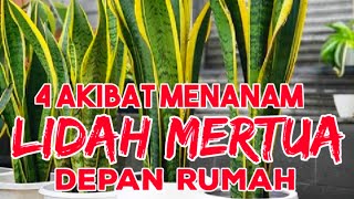 4 Akibat Menanam Lidah Mertua Disekitar Rumah