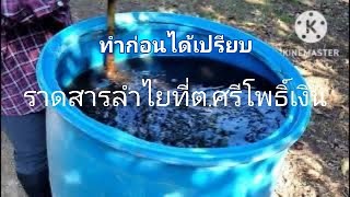 ราดสารลำไย 31/ตุลา/65