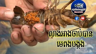 មកលាងអាងបង្កងចាប់បាន ៦ មេពង | បង្កងទឹកសាបអូស្ត្រាលី Crayfish. របៀបចិញ្ចឹមបង្កងខ្មែរ