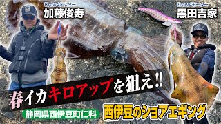 【西伊豆ショアエギング】春イカキロアップを狙え！！