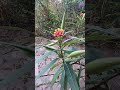 Milkweed Seed Pods | Monarch Butterflies Favorite Plant | #shorts