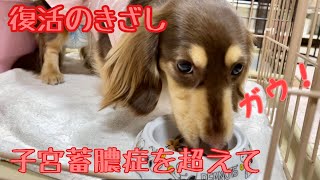 食欲も増え、子宮蓄膿症から回復しつつあります！食べながら大型犬を威嚇するショコラがこちら！ゴールデンレトリバーのクッキーとミニチュアダックスフンドの子犬ショコラとの幸せな日常