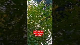 ফুল গাছের নাম কি #hindisong #music #song #foryou# subscribe