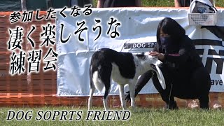 ディスクドッグになれる！良い練習会があるんだって？！【フレンズ練習会ep.2-3】DOG SPORTS FRIENDS