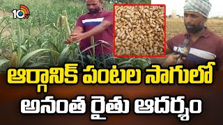 Organic Crop Cultivation : ఆర్గానిక్ పంటల సాగులో అనంత రైతు ఆదర్శం | Subramanyeswara Reddy | 10Tv