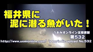 海底に突っ込む魚と突っ込まないイソメ…など【水中動画の定期更新No.532】