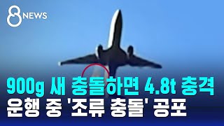 900g 새 충돌하면 4.8t 충격…운행 중 '조류 충돌' 공포 / SBS 특집 8뉴스