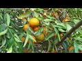 clementine tree grow care u0026 harvest eat a lot of clementines