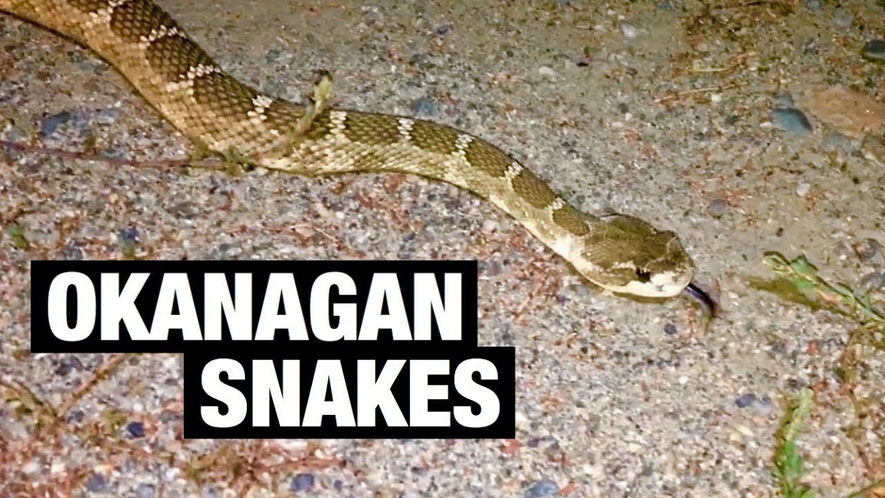 Snakes In The Okanagan Valley - British Columbia Herping - YouTube