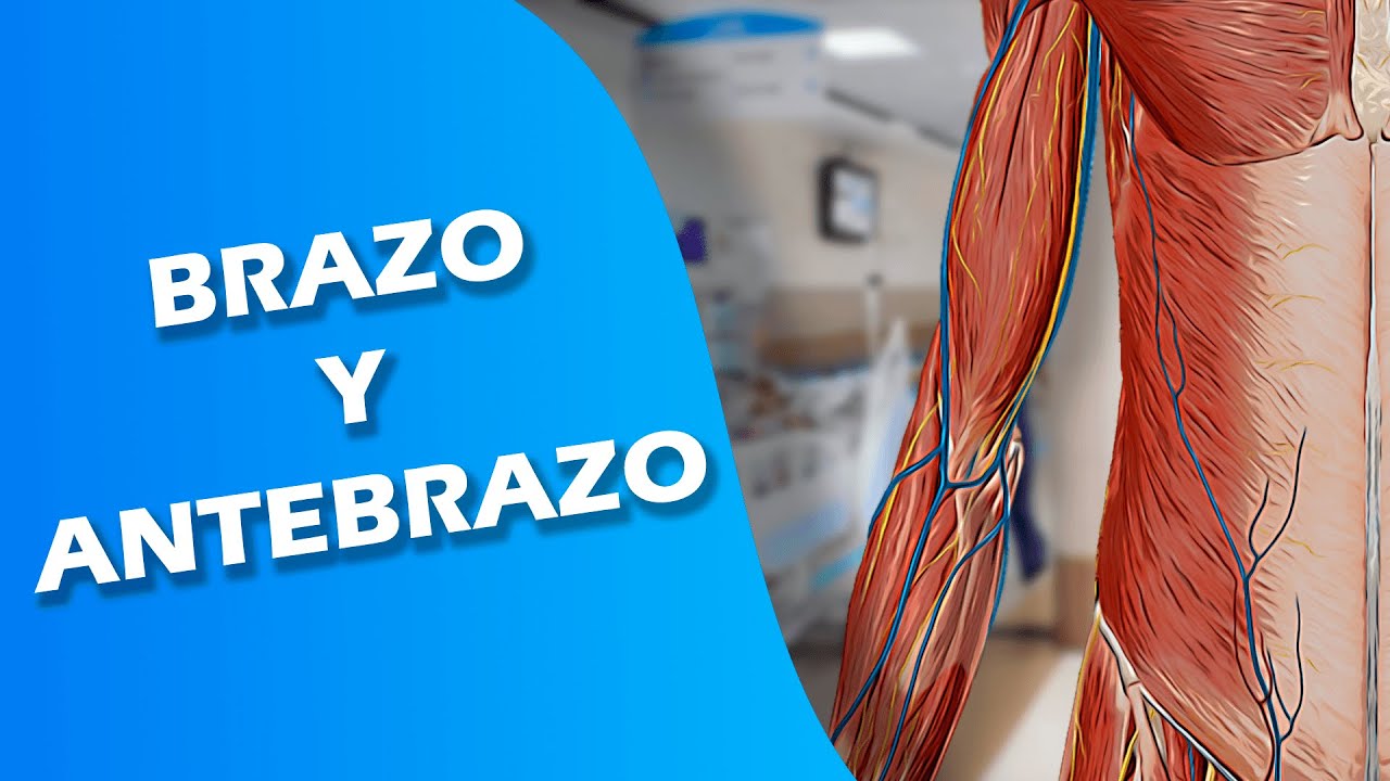 Anatomía - Brazo Y Antebrazo - YouTube