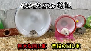 ロボロフスキーハムスターは巨大な回し車を与使いこなせるか検証しました！(Roborovski Hamster)