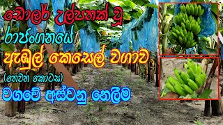 ඩොලර් මවන රාජන්ගනේ ඇඹුල් කෙසෙල් වගාව | Ambul Kesel Wagawa | Banana Cultivation | kesel wagawa part 3