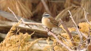 ホオジロ地鳴きムービー.mov