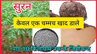 सूरन, ओल,जिमीकन्द की खेती कैसे की जाती है। How to grow suran,oal,jimikand