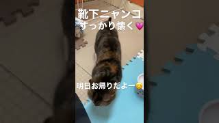 ペットホテルGibeonお泊りニャンコ・モナカちゃん