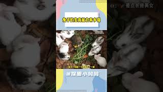 兔子生孩子怎么跟下饺子似的 #兔子 #冷知识 #万万没想到 #神奇动物在哪里 #养兔子