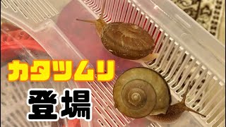 カタツムリ🐌飼育