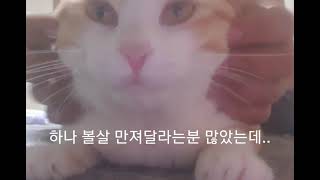 고양이 볼살 대신만져드립니다Touch the cat's cheek.