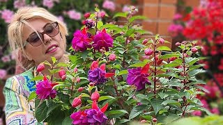 PODA PENDIENTES DE LA REINA reproducción cuidados y tendrá floración abundante 💐