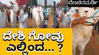 Where are the cows from which district? ಗೋವುಗಳು ಎಲ್ಲಿಂದ ಯಾವ ಜಿಲ್ಲೆ? Cow Indian animals