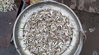 গ্রামের বাজারে বিলের হরেক রকম ছোট মাছ । street food of Dhaka Bangladesh bd.