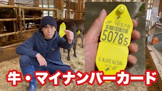 牛のマイナンバーカード「個体識別番号」と「牛籍簿」について