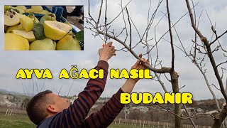 Ayva Budaması Nasıl yapılır. Gördes Ayvası yetiştiriciliği. Gördes/Manisa