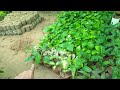 al madina nursery visit aj al madeena nursery bhi daikh lety hain gardening