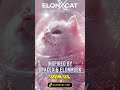 elonxcat takes crypto fun to the next level 🌟 elonxmusk u0026 spacex meme coin