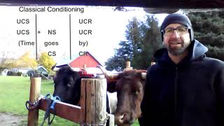 Classical Conditioning with a Team of Oxen