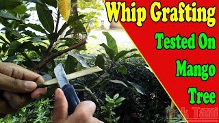 How To Graft A Mango Tree With Whip Grafting Method by Grafting Examples