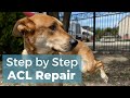 Dog ACL repair without Surgery