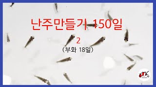 난주만들기 150일  (부화 18일)