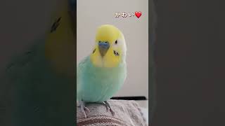 可愛い＝くーちゃん❤️インコ🐥関西弁のくーちゃん🐥