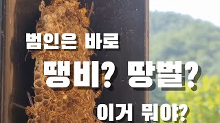 찾았다 그놈! 땡비? 땅벌? 같은거 아니었나요. 땅벌집 처리완료