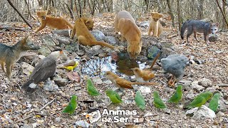 CRIEI UMA FONTE DE ÁGUA NATURAL EM UM LUGAR ESCASSO