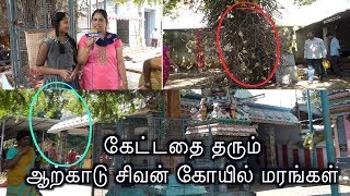 கேட்டதை தரும் ஆற்காடு சிவன் கோயில் மரங்கள்