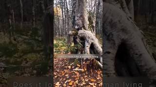 Coney River forest in Canada 🍁 #shorts #viral #subscribe #youtubeshorts #canada