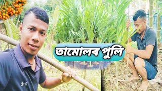 তামোলৰ পুলি//bettlenut plan // Vlogs-01 //#vlogs // #titiofficialtv #assamtamul #tree #trees