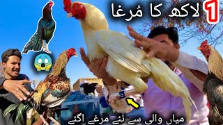 Heera aseel murga Mandi|ASEEL murga Mandi |Heigh demand Heera aseel|